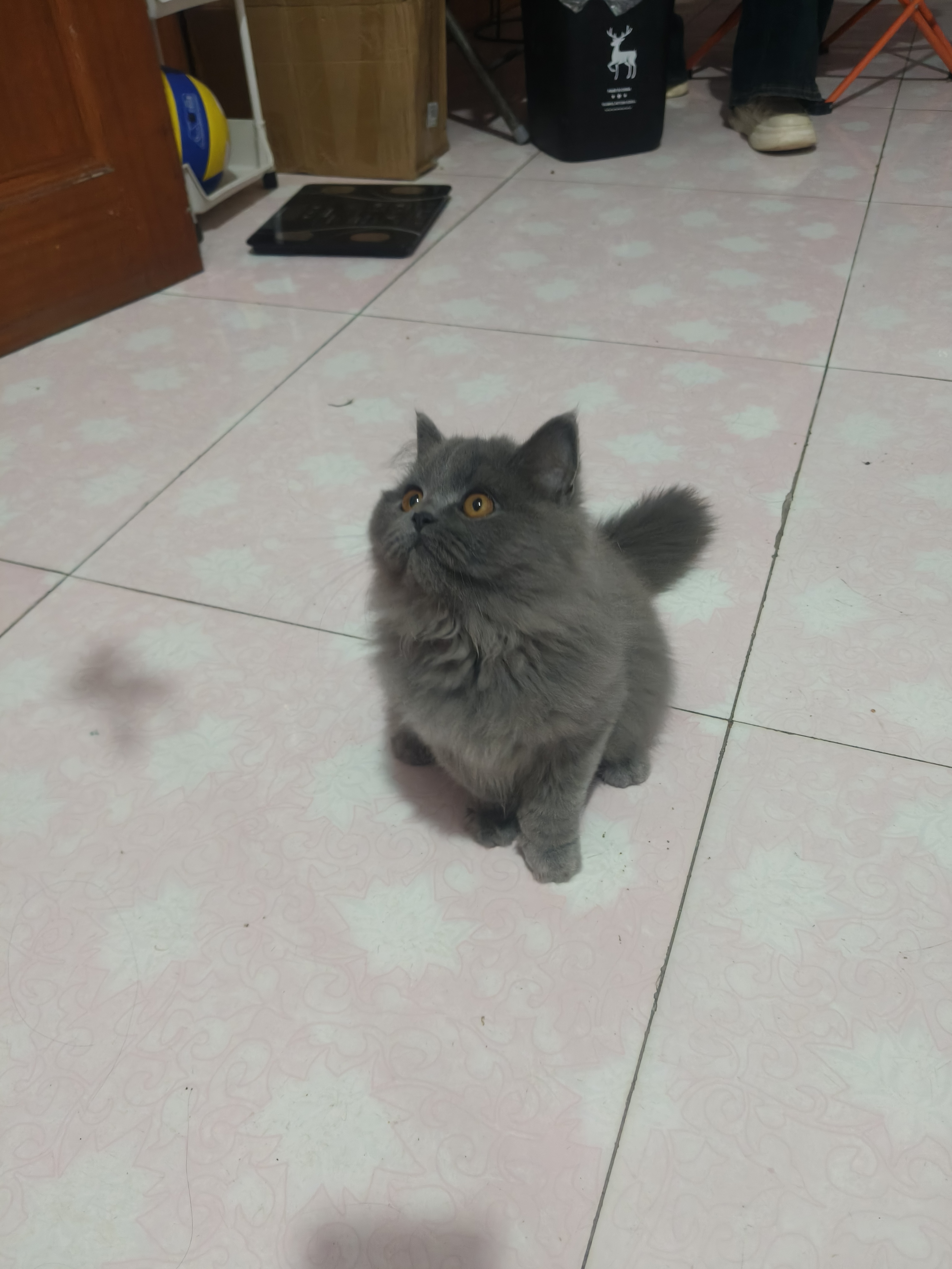 蓝猫高地妹妹，喜欢的联系